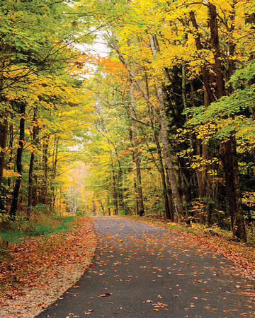 Autumn Road